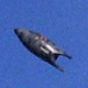 Image for article titled Alien Swarms Descend On Camera-Happy Argentina